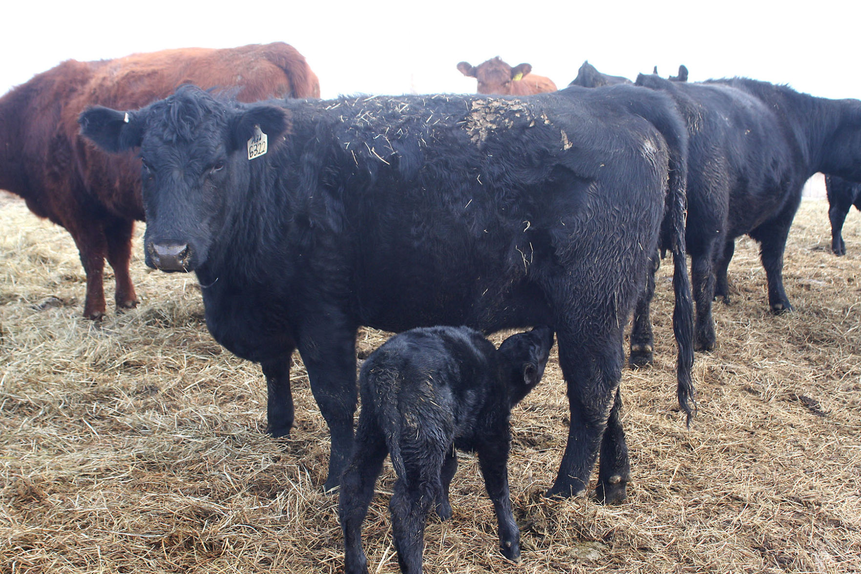 It’s calving time in Nebraska